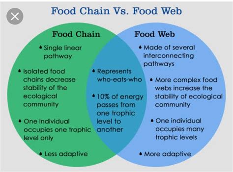 A food web is more complex and is a whole system of connected food chains. write two difference between Food Chain and Food Web ...