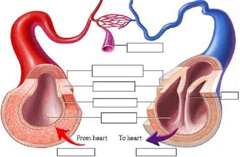 ⇒ click on the diagram to show / hide labels. Structure Of Arteries Veins And Capillaries - SocaHealth