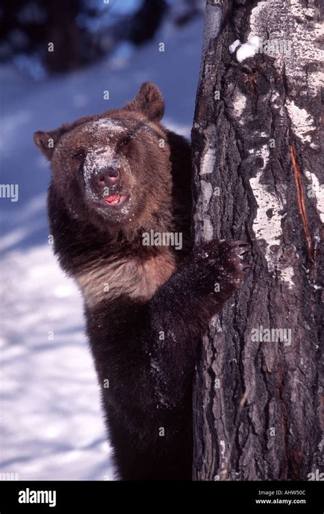 Grizzly Bear Ursus Arctos Peers From Behind An Aspen Tree Stock Photo