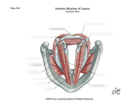 Intrinsic Muscles Of Larynx Superior Diagram Quizlet