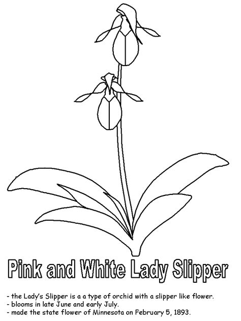 Pink And White Lady S Slipper Coloring Page