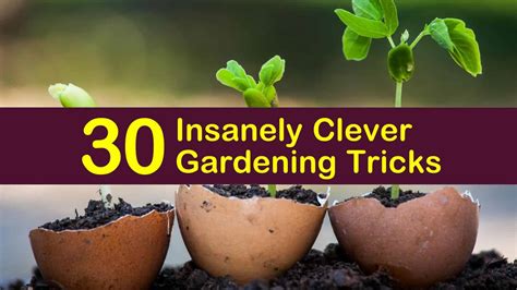 30 Insanely Clever Gardening Tricks