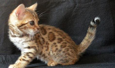 Adorable Bengal Kitten For Adoption 11 Weeks Old For Sale In San