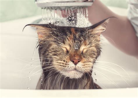 Should I Wash My Cat