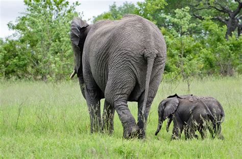 Twin Elephants Sabi Sabi Private Game Reserve Blog