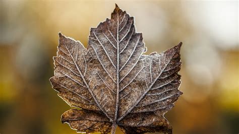 Brown Maple Leaf Leaves Fall Hd Wallpaper Wallpaper Flare