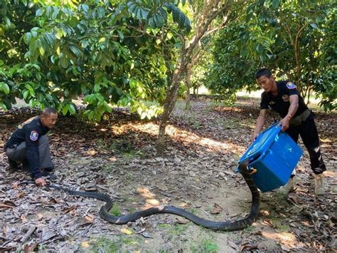 Video Giant King Cobra Fights Back But Expertise Of Snake Catchers