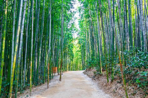 Schöne Bambus Wald Im Damyang Frischen Grünen Bambus Wald Aus Südkorea