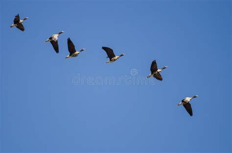 Flock Of Greater White Fronted Geese Flying In A Blue Sky Stock Image