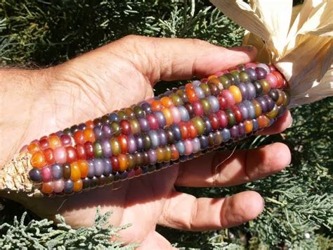Note that even though prismatic gems have flavor text specifically saying red, yellow, or blue, and prismatic gems say any socket this still does not include meta sockets. Mail2Day: Unusual Rare Glass Gem Corn (13 pics)