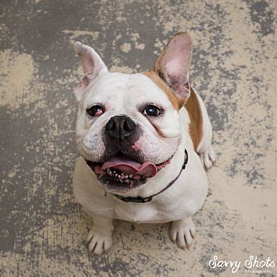 This is a popular breed with a long history. Greensburg, PA - English Bulldog. Meet Chloe a Pet for ...