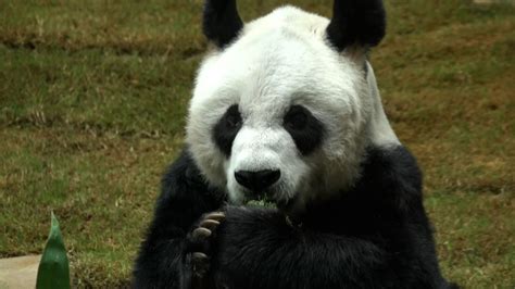 An An Worlds Oldest Panda In Captivity Dies In Hong Kong Pledge Times