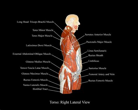 Muscles Of Torso Types Of Skeletal Systems Boundless Biology Vrogue