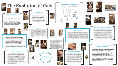 Evolution Of Cats Timeline