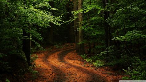 Path In The Forest Wallpaper Reviews News Tips And Tricks