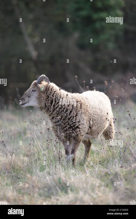 Castlemilk Moorit Rare Breed Sheep Stock Photo Alamy