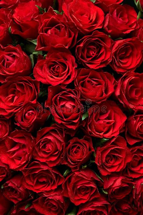 Background Of Red Roses Flowers Stock Image Image Of Dramatic Poster
