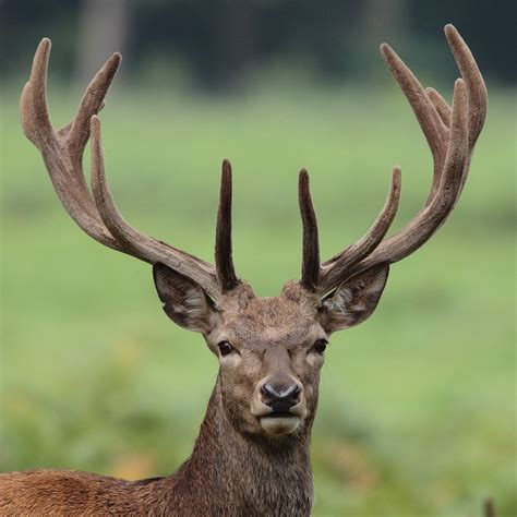 Portrait Of Young Red Deer Stag With Velvet Antlers Flickr
