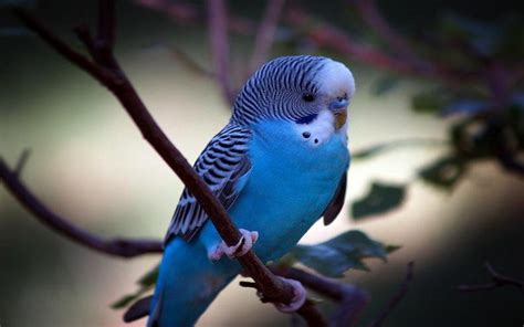 Budgerigar Image Id 253850 Image Abyss