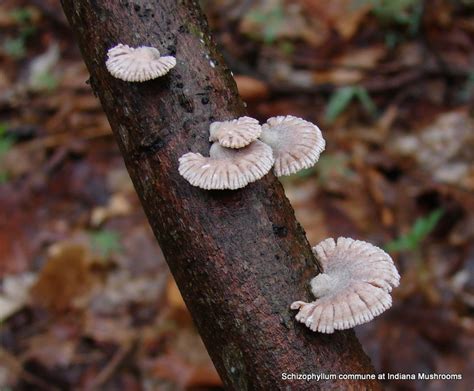 Schizophyllum Commune At Indiana Mushrooms