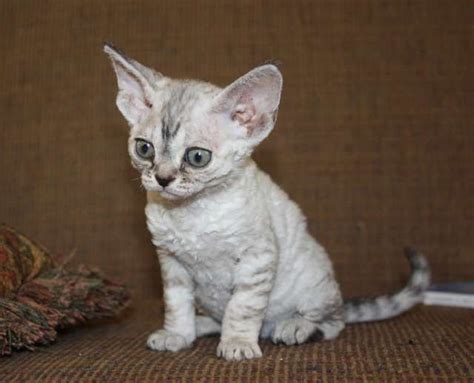 Our cattery have litter of kittens the cornish rex from american lines. "Selkirk Rex" I think but listed as a Cornish Rex Kitten ...