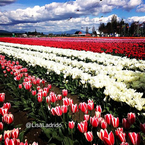 Before long, around nearly every corner you'll see tulips bursting into bloom in just about every hue of one of washington's most popular attractions, it hosts a breathtaking saltwater shoreline with dramatic cliffs plunging down to meet the incredible. Washington State's Skagit Valley Tulip Festival - Mogul