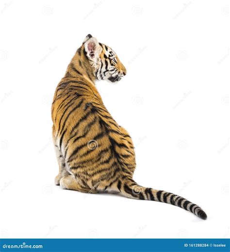Back View On A Two Months Old Tiger Cub Sitting Stock Photo Image Of