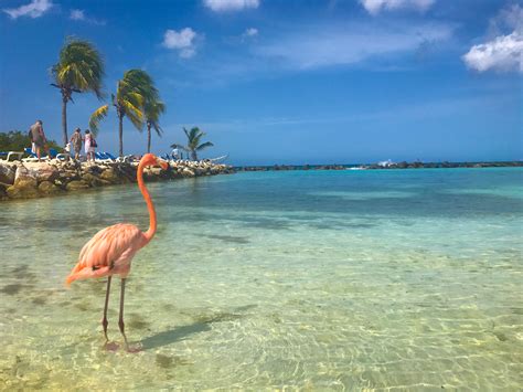 Flamingo Beach Um Dos Passeios Mais Lindos Em Aruba