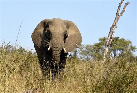 South Africa – Elephants
