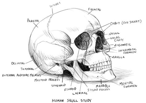 Skull Coloring Pages Anatomy Yunus Coloring Pages