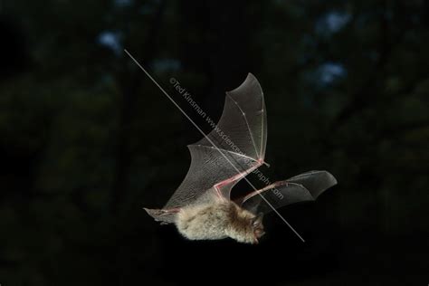 Little Brown Bat In Flight