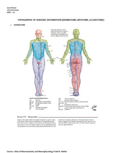 Dermatomes And Myotomes Chart And Map Porn Sex Picture