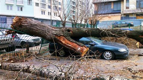 The weather has gone crazy in Russia | Gusts of wind topple trees