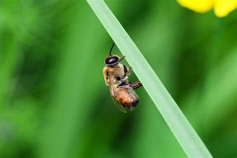 Free Photos Drone Honey Bee Male Bee Resting On Leaf Buckfast Pollydot