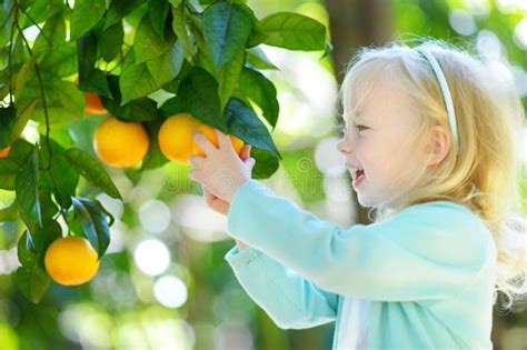 Adorable Little Girl Picking Fresh Ripe Oranges In Sunny Orange Tree