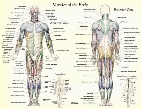 Muscle Anatomy Muscles Body Labeled Biological Science Picture