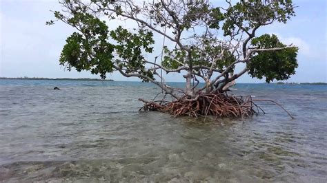 Island In Lark Caye Belize Youtube