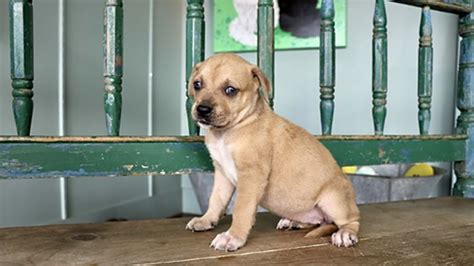 We ask that everyone signs in at the adoption center before viewing the pets that are available for adoption. These puppies are up for adoption in San Antonio | kens5.com