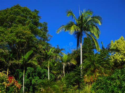 Rainforest Trees And Leaves Green Subtropical Scenery Stock Image