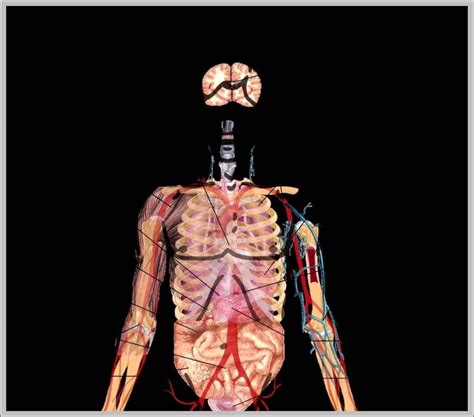 Male Human Anatomy Diagram Image Anatomy System Human Body Anatomy