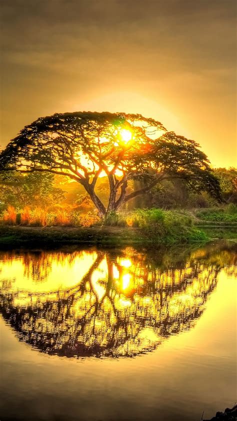 Sunset Pond With Tree Reflection Nature Nature Photography