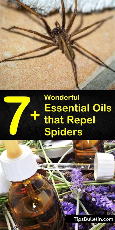 7 Wonderful Essential Oils That Repel Spiders Spider Repellent