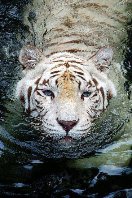 White Tiger Swimming Deep In Water Animals Tiger Species Majestic