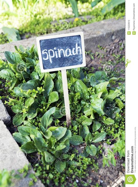 Vertical Shot Of Fresh Spinach In A Garden Stock Image Image Of