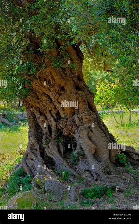 Detail Olive Tree Secular In The Countryside Of Apulia Italy Stock