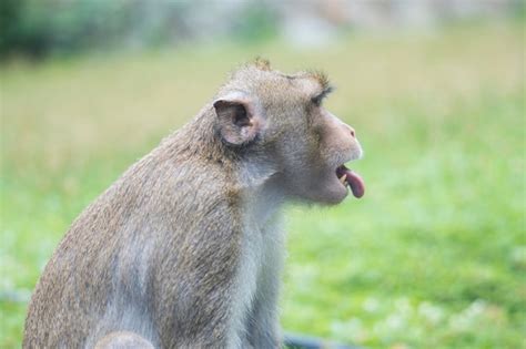 The Rhesus Macaque Monkey Premium Photo