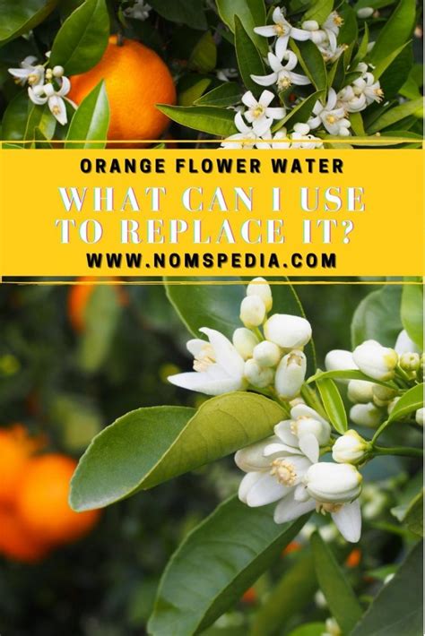 6 Substitutes For Orange Flower Water 4 Might Have Now