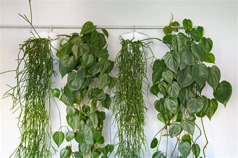 Trailing Houseplants 8 Hanging Plants For An Indoor Jungle Feel