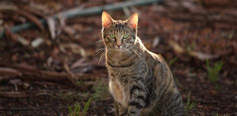 Australia Must Control Its Killer Cat Problem A Major New Report