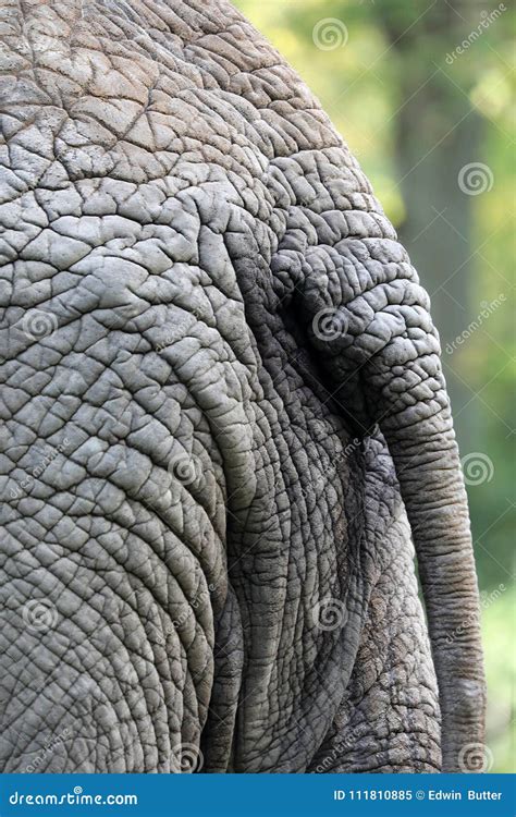 Elephant Tail Stock Image Image Of Skin Closeup Park 111810885
